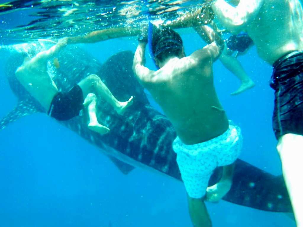 ジンベイザメと泳ぐ写真